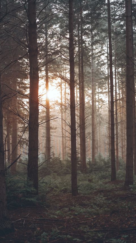 Download wallpaper 2160x3840 forest, fog, trees, pines, sun samsung galaxy s4, s5, note, sony xperia z, z1, z2, z3, htc one, lenovo vibe hd background