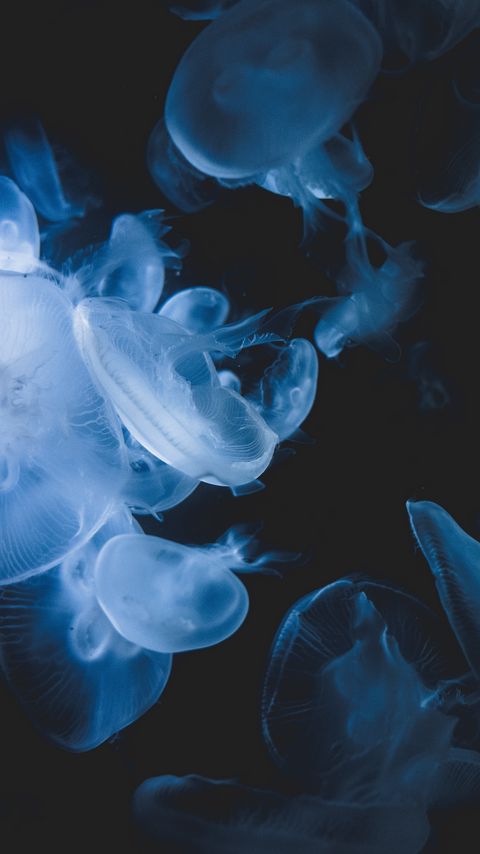 Download wallpaper 2160x3840 jellyfish, creatures, transparent, blue, underwater samsung galaxy s4, s5, note, sony xperia z, z1, z2, z3, htc one, lenovo vibe hd background