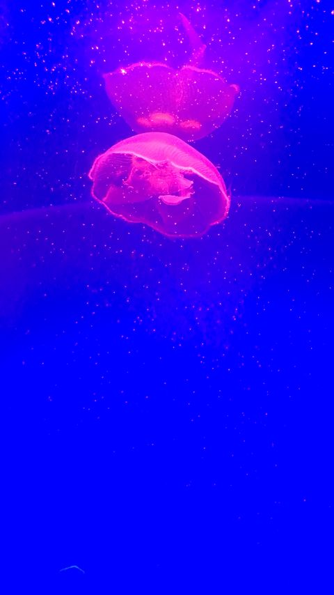 Download wallpaper 2160x3840 jellyfish, tentacle, pink, particles, blue samsung galaxy s4, s5, note, sony xperia z, z1, z2, z3, htc one, lenovo vibe hd background