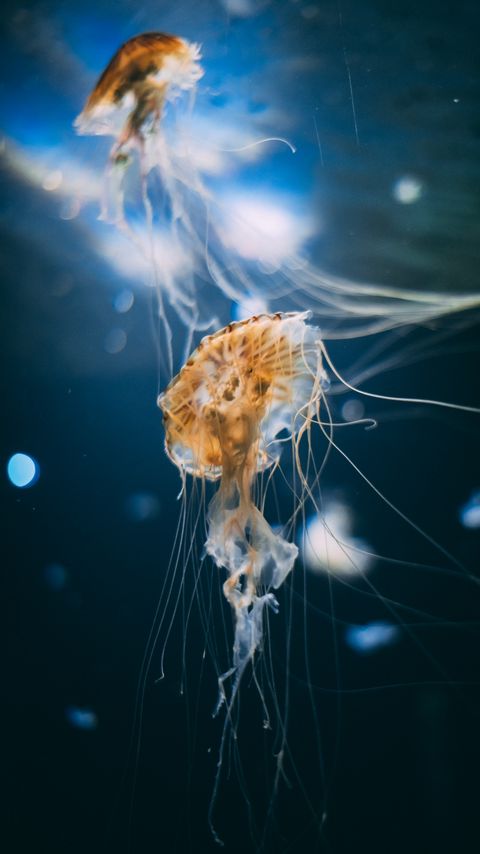 Download wallpaper 2160x3840 jellyfish, tentacles, creatures, underwater samsung galaxy s4, s5, note, sony xperia z, z1, z2, z3, htc one, lenovo vibe hd background