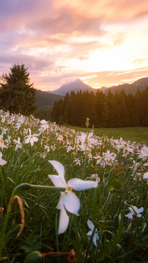 Download wallpaper 2160x3840 lawn, flowers, mountains, trees, landscape samsung galaxy s4, s5, note, sony xperia z, z1, z2, z3, htc one, lenovo vibe hd background
