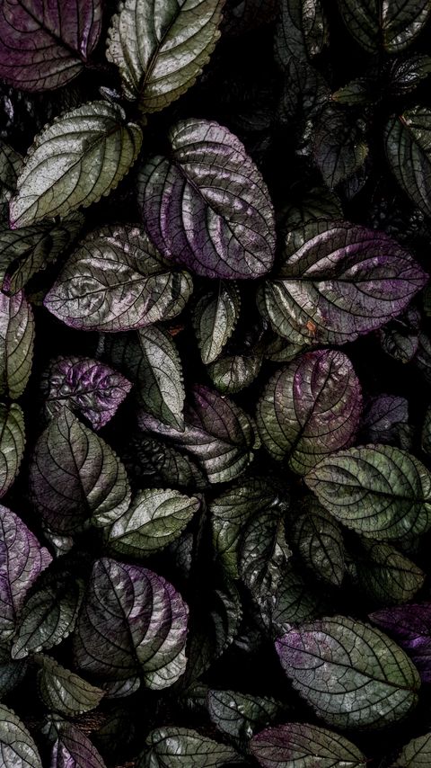 Download wallpaper 2160x3840 leaves, macro, plant, green, purple samsung galaxy s4, s5, note, sony xperia z, z1, z2, z3, htc one, lenovo vibe hd background