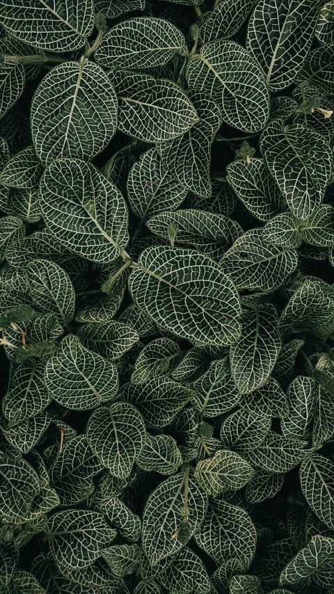 Download wallpaper 2160x3840 leaves, veins, plant, green, white samsung galaxy s4, s5, note, sony xperia z, z1, z2, z3, htc one, lenovo vibe hd background