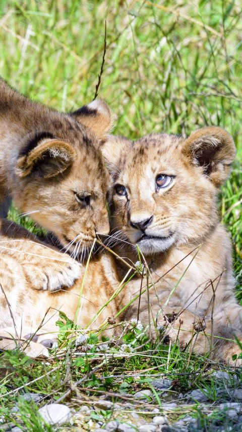 Download wallpaper 2160x3840 lioness, cub, family, cute, care samsung galaxy s4, s5, note, sony xperia z, z1, z2, z3, htc one, lenovo vibe hd background