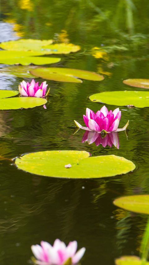 Download wallpaper 2160x3840 lotus, leaves, flowers, body of water samsung galaxy s4, s5, note, sony xperia z, z1, z2, z3, htc one, lenovo vibe hd background