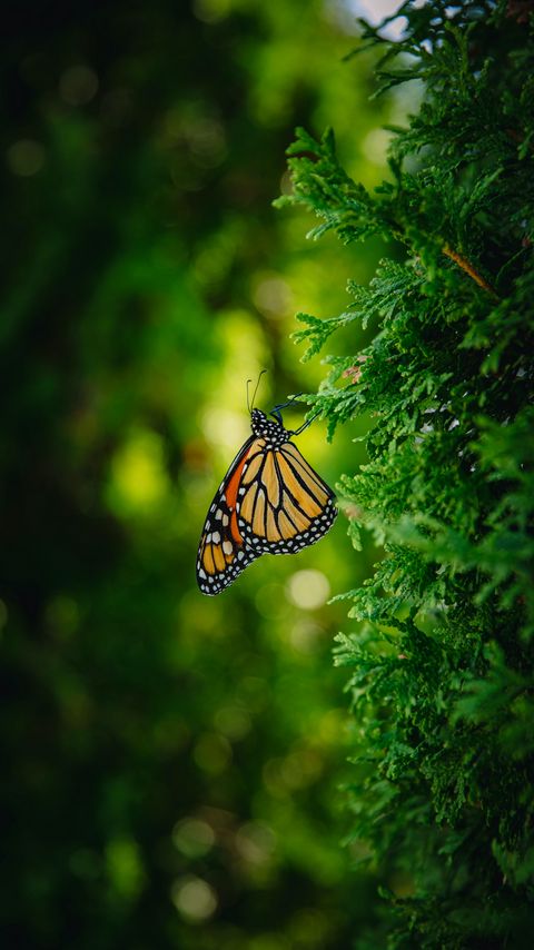 Download wallpaper 2160x3840 monarch butterfly, butterfly, branch, macro, insect samsung galaxy s4, s5, note, sony xperia z, z1, z2, z3, htc one, lenovo vibe hd background