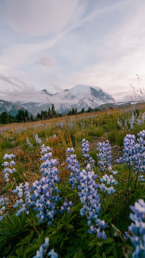 Download wallpaper 2160x3840 mountains, flowers, lawn, nature, landscape samsung galaxy s4, s5, note, sony xperia z, z1, z2, z3, htc one, lenovo vibe hd background