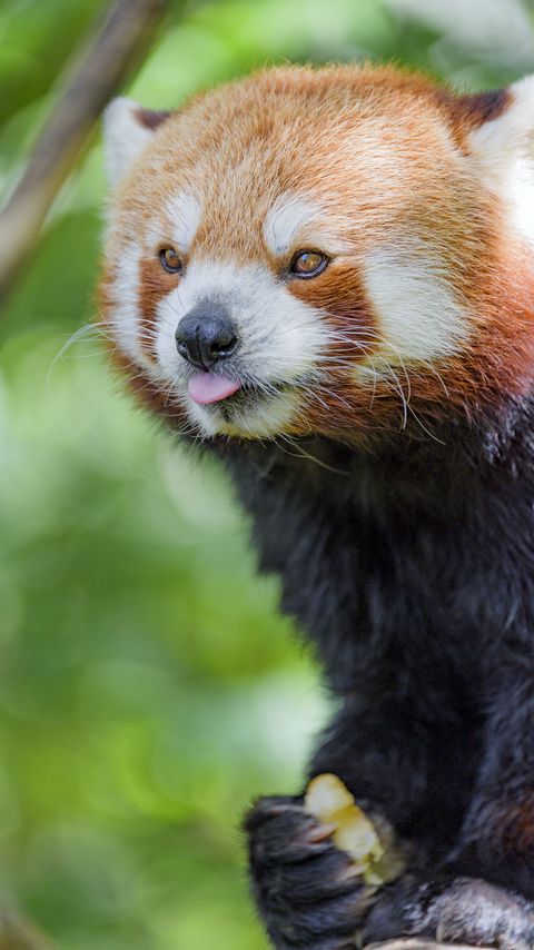Download wallpaper 2160x3840 red panda, tongue sticking out, animal, funny samsung galaxy s4, s5, note, sony xperia z, z1, z2, z3, htc one, lenovo vibe hd background