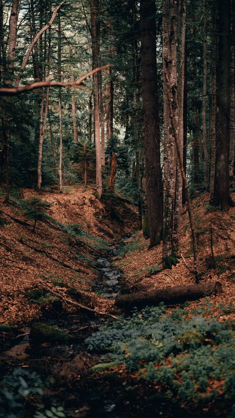 Download wallpaper 2160x3840 river, forest, branches, logs, trees samsung galaxy s4, s5, note, sony xperia z, z1, z2, z3, htc one, lenovo vibe hd background