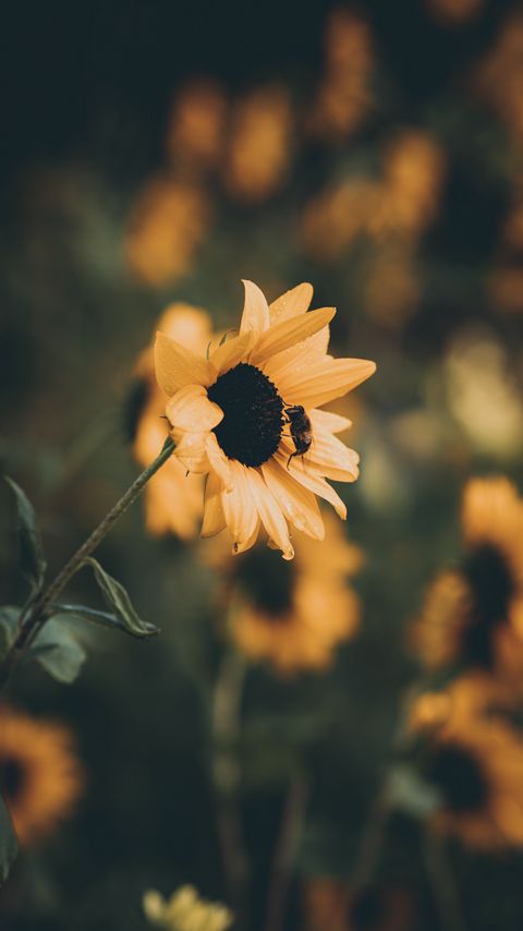 Download wallpaper 2160x3840 sunflower, bee, flower, petals, yellow samsung galaxy s4, s5, note, sony xperia z, z1, z2, z3, htc one, lenovo vibe hd background