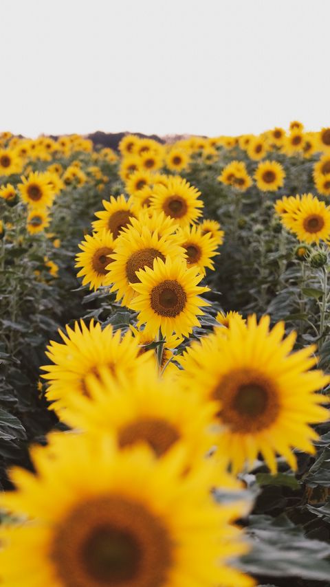 Download wallpaper 2160x3840 sunflowers, flowers, field, yellow samsung galaxy s4, s5, note, sony xperia z, z1, z2, z3, htc one, lenovo vibe hd background