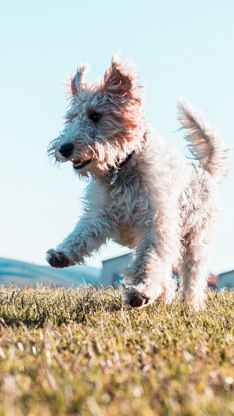 Download wallpaper 2160x3840 terrier, dog, protruding tongue, jump samsung galaxy s4, s5, note, sony xperia z, z1, z2, z3, htc one, lenovo vibe hd background
