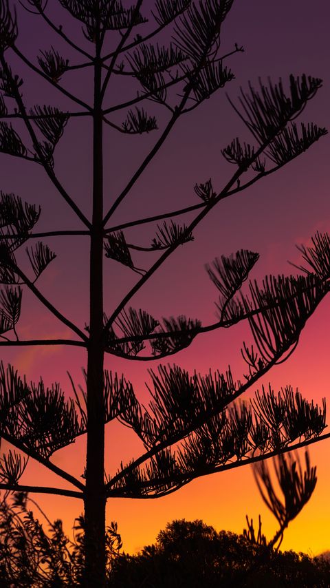 Download wallpaper 2160x3840 tree, silhouette, branches, sunset, dusk samsung galaxy s4, s5, note, sony xperia z, z1, z2, z3, htc one, lenovo vibe hd background