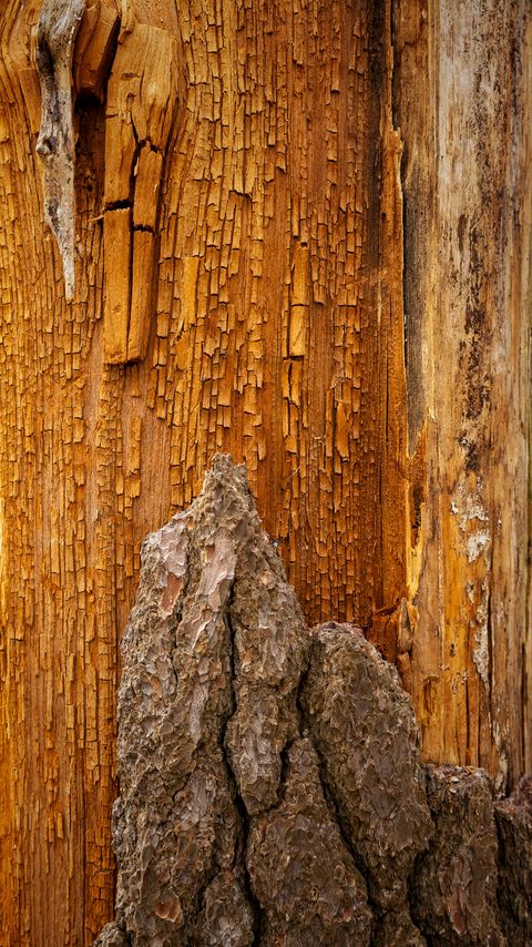 Download wallpaper 2160x3840 bark, wood, wooden, cranny, relief, texture samsung galaxy s4, s5, note, sony xperia z, z1, z2, z3, htc one, lenovo vibe hd background