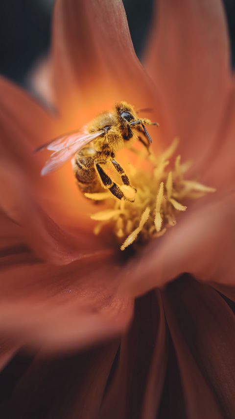 Download wallpaper 2160x3840 bee, flower, macro, petals, insect samsung galaxy s4, s5, note, sony xperia z, z1, z2, z3, htc one, lenovo vibe hd background