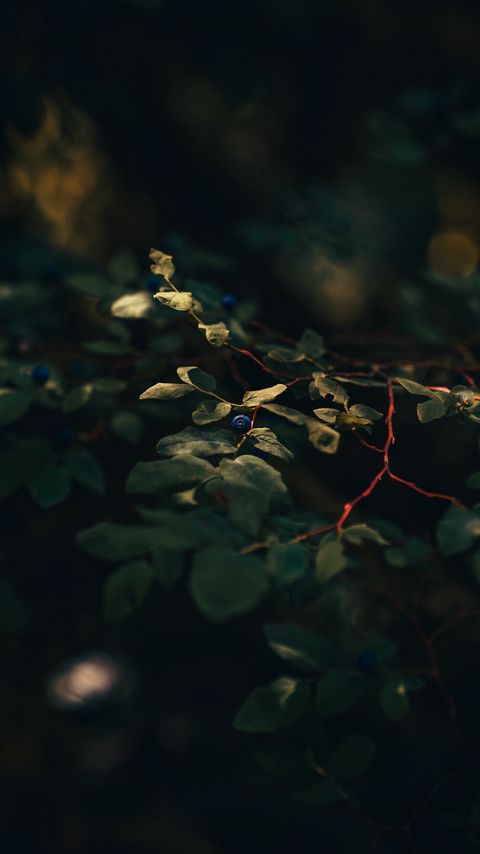 Download wallpaper 2160x3840 blueberry, berry, branch, leaves, bushes, macro samsung galaxy s4, s5, note, sony xperia z, z1, z2, z3, htc one, lenovo vibe hd background