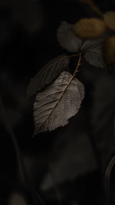 Download wallpaper 2160x3840 branch, leaves, macro, drops samsung galaxy s4, s5, note, sony xperia z, z1, z2, z3, htc one, lenovo vibe hd background