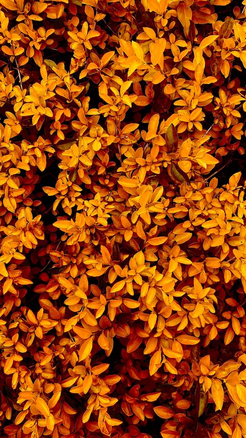 Download wallpaper 2160x3840 bushes, branches, leaves, autumn, yellow samsung galaxy s4, s5, note, sony xperia z, z1, z2, z3, htc one, lenovo vibe hd background