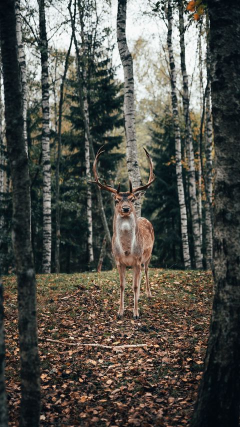 Download wallpaper 2160x3840 deer, antlers, animal, trees, forest samsung galaxy s4, s5, note, sony xperia z, z1, z2, z3, htc one, lenovo vibe hd background