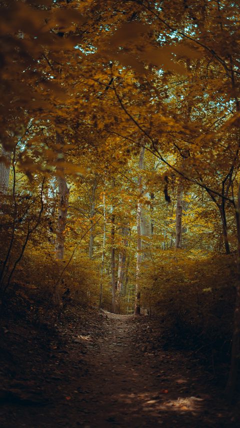 Download wallpaper 2160x3840 forest, trees, path, branches, autumn samsung galaxy s4, s5, note, sony xperia z, z1, z2, z3, htc one, lenovo vibe hd background