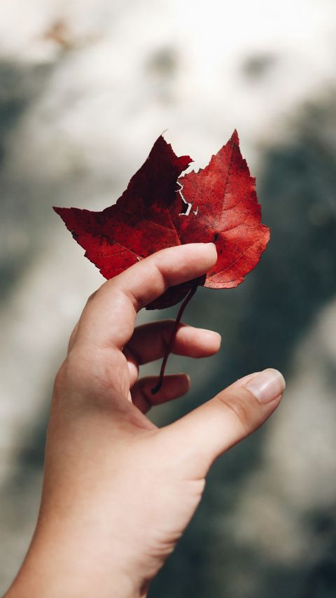 Download wallpaper 2160x3840 hand, leaves, autumn, focus samsung galaxy s4, s5, note, sony xperia z, z1, z2, z3, htc one, lenovo vibe hd background