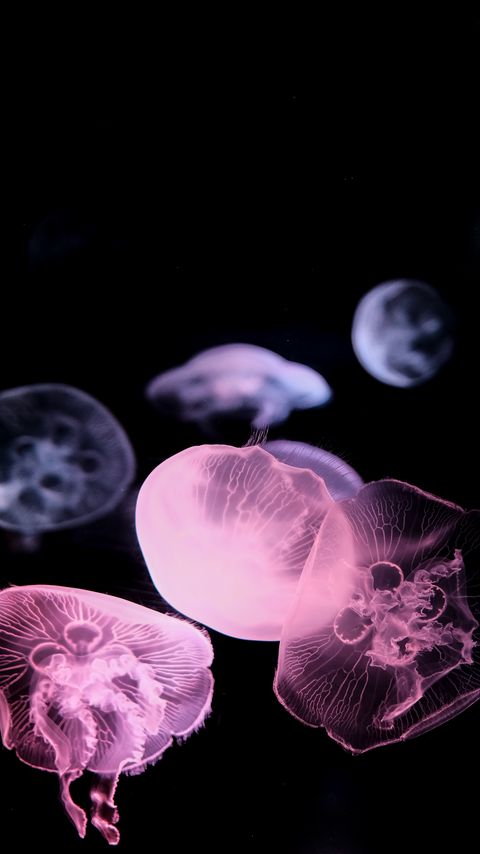 Download wallpaper 2160x3840 jellyfish, dark, underwater world, glow samsung galaxy s4, s5, note, sony xperia z, z1, z2, z3, htc one, lenovo vibe hd background