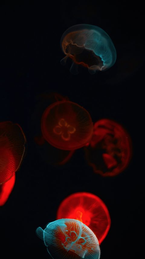 Download wallpaper 2160x3840 jellyfish, glow, underwater world, dark samsung galaxy s4, s5, note, sony xperia z, z1, z2, z3, htc one, lenovo vibe hd background