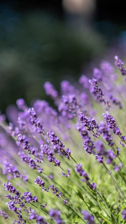 Download wallpaper 2160x3840 lavender, flowers, wildflowers, purple, herb samsung galaxy s4, s5, note, sony xperia z, z1, z2, z3, htc one, lenovo vibe hd background