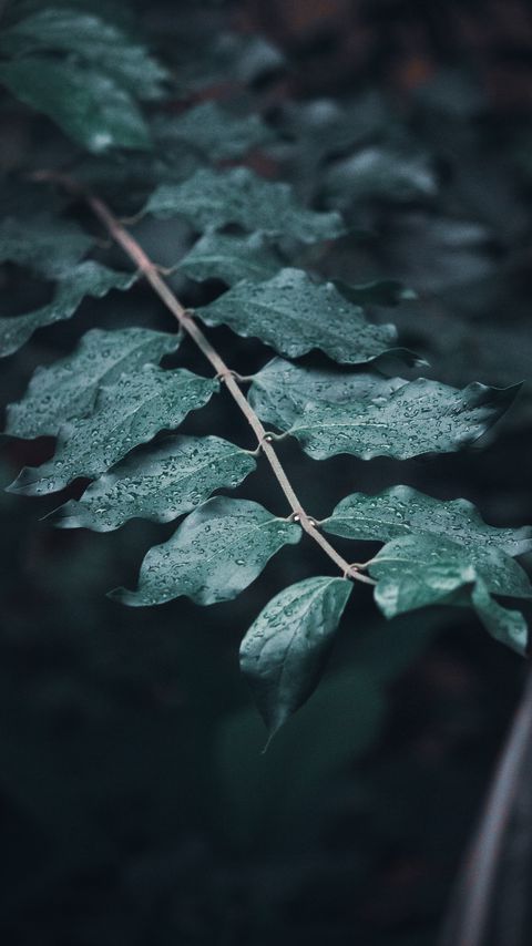 Download wallpaper 2160x3840 leaves, branches, drops, macro, dew, focus samsung galaxy s4, s5, note, sony xperia z, z1, z2, z3, htc one, lenovo vibe hd background