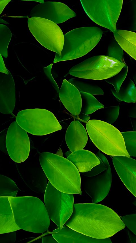 Download wallpaper 2160x3840 leaves, macro, bushes, green samsung galaxy s4, s5, note, sony xperia z, z1, z2, z3, htc one, lenovo vibe hd background