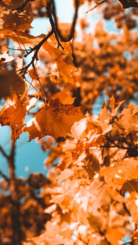 Download wallpaper 2160x3840 maple, branch, autumn, leaves samsung galaxy s4, s5, note, sony xperia z, z1, z2, z3, htc one, lenovo vibe hd background