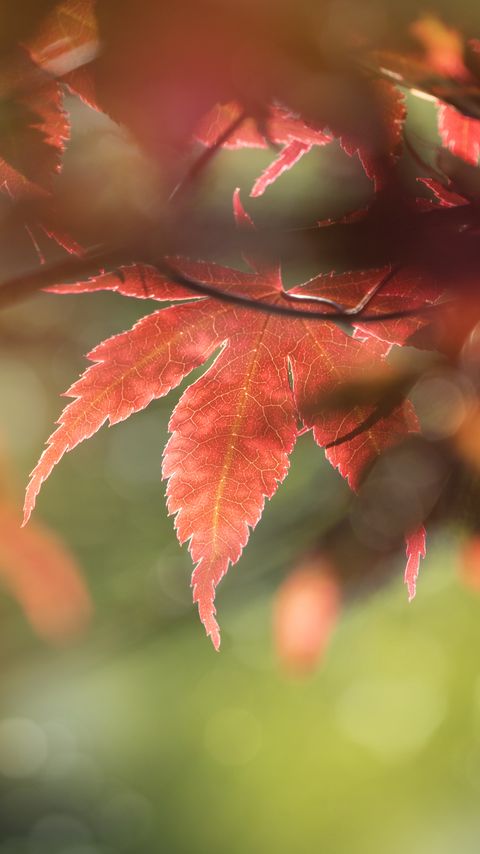 Download wallpaper 2160x3840 maple, leaves, macro, focus samsung galaxy s4, s5, note, sony xperia z, z1, z2, z3, htc one, lenovo vibe hd background