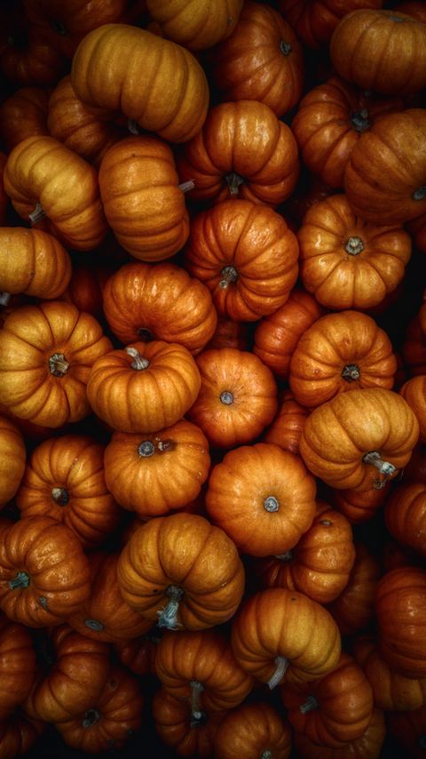 Download wallpaper 2160x3840 pumpkin, autumn, harvest, vegetables samsung galaxy s4, s5, note, sony xperia z, z1, z2, z3, htc one, lenovo vibe hd background