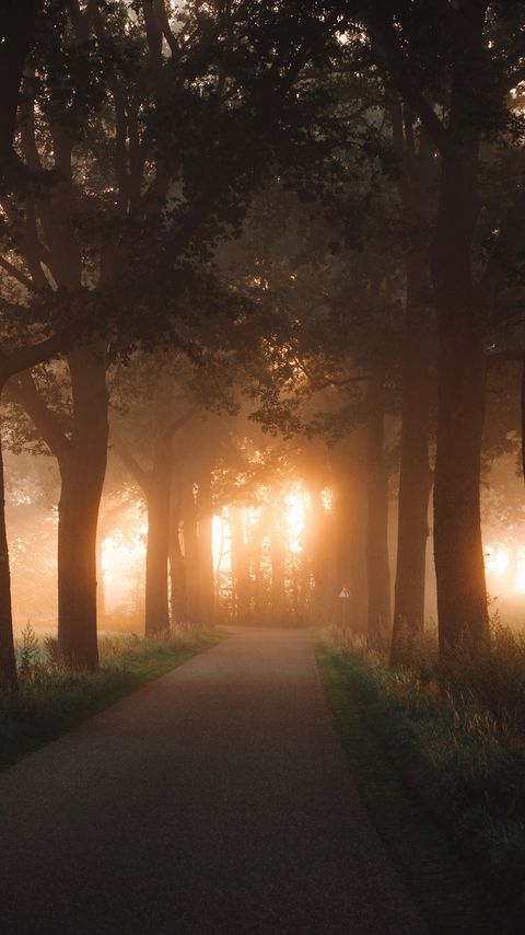 Download wallpaper 2160x3840 road, alley, trees, rays, light samsung galaxy s4, s5, note, sony xperia z, z1, z2, z3, htc one, lenovo vibe hd background