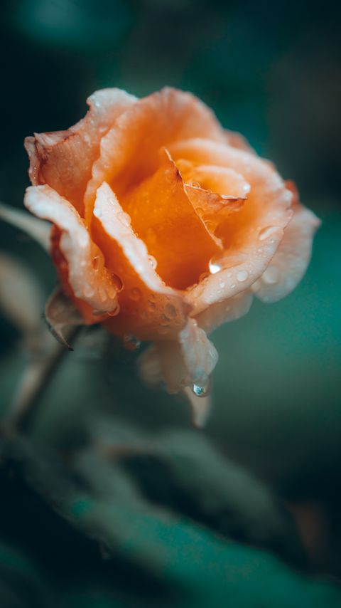 Download wallpaper 2160x3840 rose, flower, drops, wet, petals samsung galaxy s4, s5, note, sony xperia z, z1, z2, z3, htc one, lenovo vibe hd background