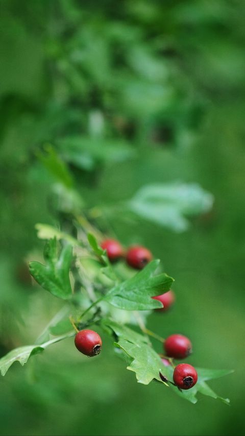 Download wallpaper 2160x3840 rose hips, berry, branch, leaves samsung galaxy s4, s5, note, sony xperia z, z1, z2, z3, htc one, lenovo vibe hd background