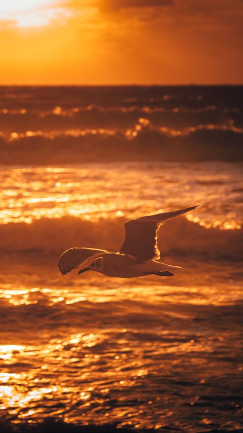 Download wallpaper 2160x3840 seagull, bird, sea, sunset, water samsung galaxy s4, s5, note, sony xperia z, z1, z2, z3, htc one, lenovo vibe hd background