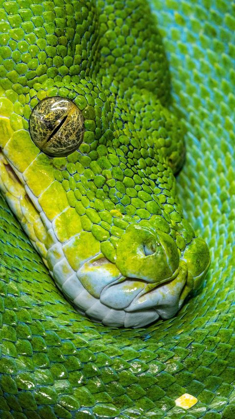 Download wallpaper 2160x3840 snake, scales, green, reptile samsung galaxy s4, s5, note, sony xperia z, z1, z2, z3, htc one, lenovo vibe hd background