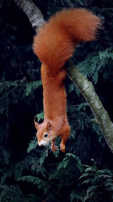 Download wallpaper 2160x3840 squirrel, rodent, funny, tree, animal samsung galaxy s4, s5, note, sony xperia z, z1, z2, z3, htc one, lenovo vibe hd background