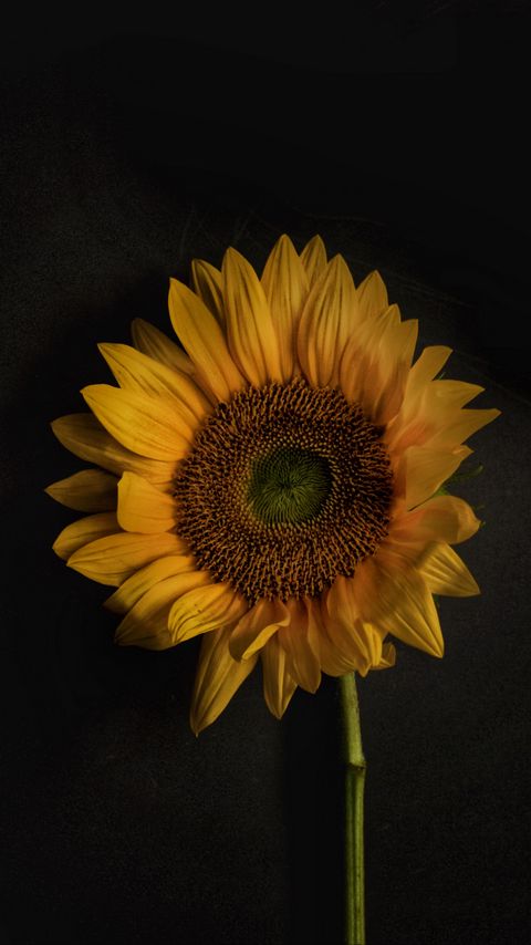 Download wallpaper 2160x3840 sunflower, flowers, petals, yellow, bloom samsung galaxy s4, s5, note, sony xperia z, z1, z2, z3, htc one, lenovo vibe hd background