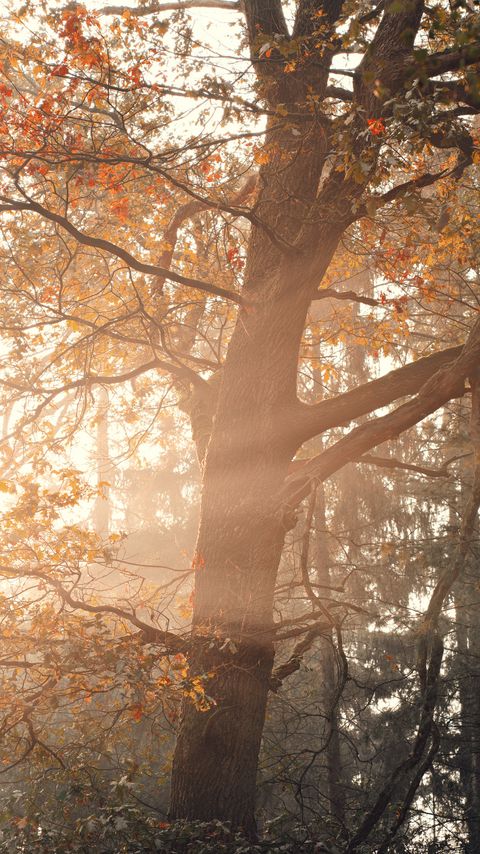 Download wallpaper 2160x3840 tree, rays, branches, leaves samsung galaxy s4, s5, note, sony xperia z, z1, z2, z3, htc one, lenovo vibe hd background