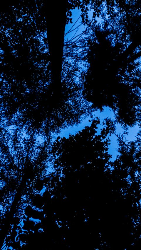 Download wallpaper 2160x3840 trees, bottom view, silhouette, sky samsung galaxy s4, s5, note, sony xperia z, z1, z2, z3, htc one, lenovo vibe hd background