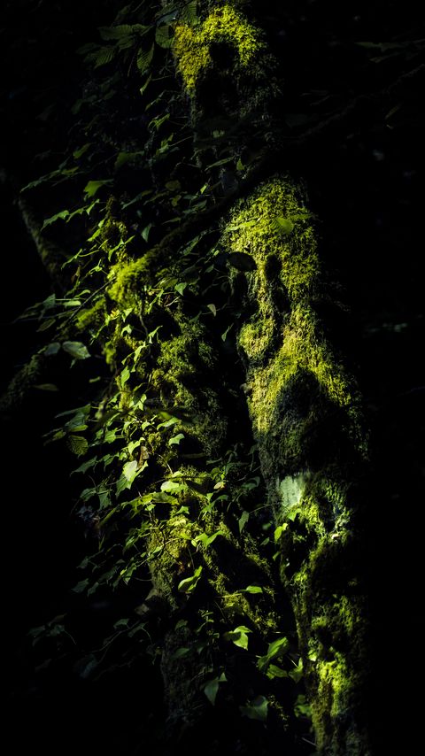 Download wallpaper 2160x3840 trees, moss, branches, leaves, dark samsung galaxy s4, s5, note, sony xperia z, z1, z2, z3, htc one, lenovo vibe hd background