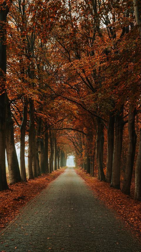 Download wallpaper 2160x3840 alley, path, trees, autumn, nature samsung galaxy s4, s5, note, sony xperia z, z1, z2, z3, htc one, lenovo vibe hd background