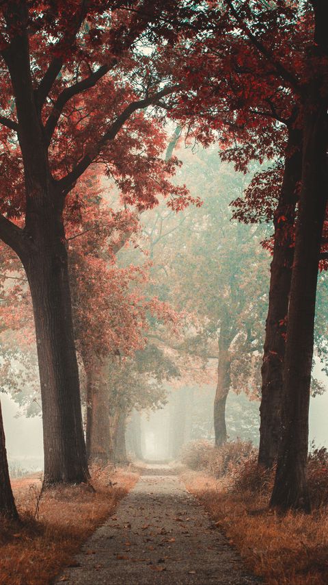 Download wallpaper 2160x3840 alley, road, autumn, fog, forest samsung galaxy s4, s5, note, sony xperia z, z1, z2, z3, htc one, lenovo vibe hd background