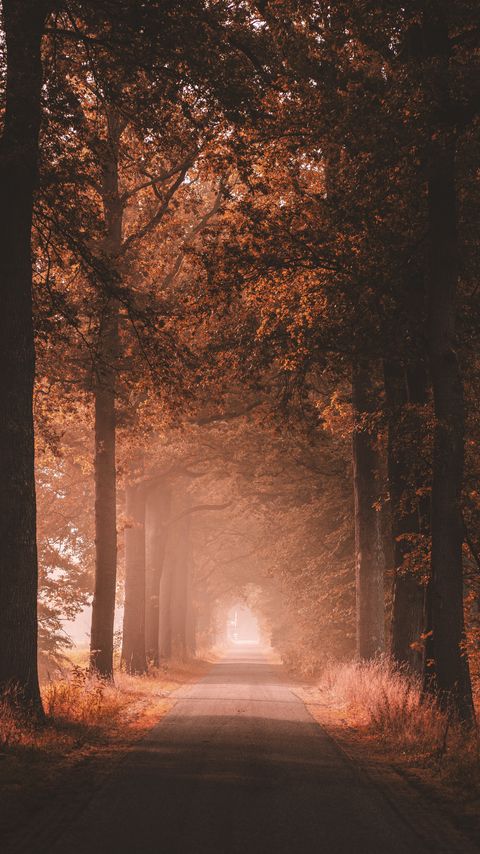Download wallpaper 2160x3840 alley, road, trees, distance samsung galaxy s4, s5, note, sony xperia z, z1, z2, z3, htc one, lenovo vibe hd background