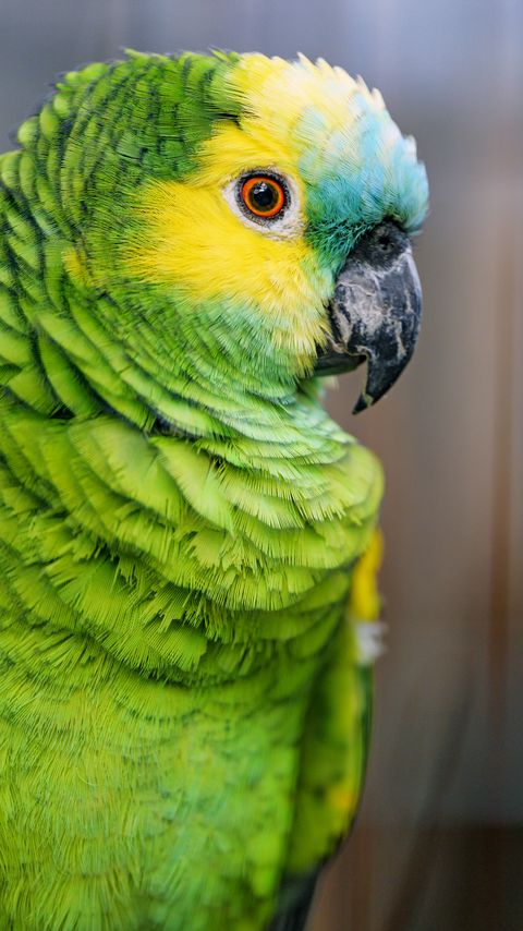 Download wallpaper 2160x3840 blue-fronted amazon, parrot, bird, green samsung galaxy s4, s5, note, sony xperia z, z1, z2, z3, htc one, lenovo vibe hd background