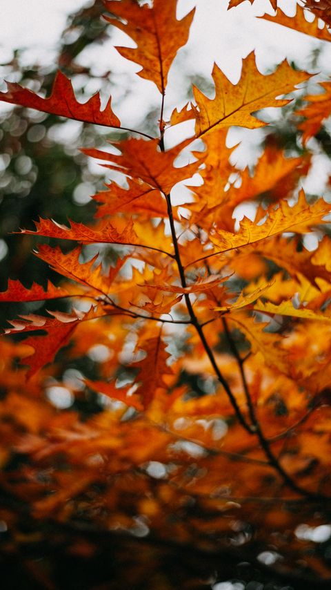 Download wallpaper 2160x3840 branch, leaves, yellow, plant, autumn samsung galaxy s4, s5, note, sony xperia z, z1, z2, z3, htc one, lenovo vibe hd background