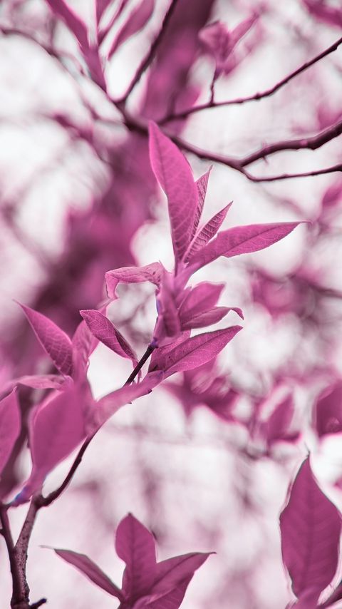 Download wallpaper 2160x3840 branches, leaves, macro, plant, purple samsung galaxy s4, s5, note, sony xperia z, z1, z2, z3, htc one, lenovo vibe hd background