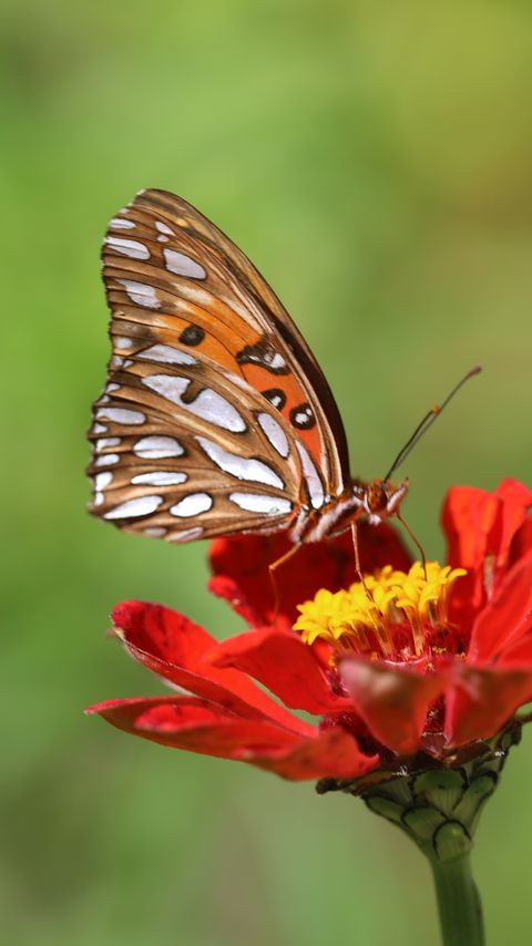 Download wallpaper 2160x3840 butterfly, flower, macro, insect, brown samsung galaxy s4, s5, note, sony xperia z, z1, z2, z3, htc one, lenovo vibe hd background